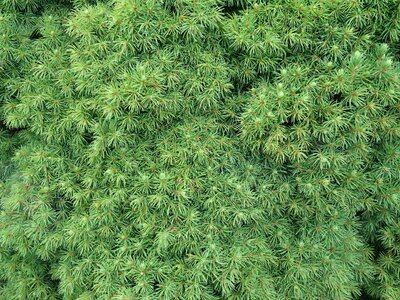 Plant nature many