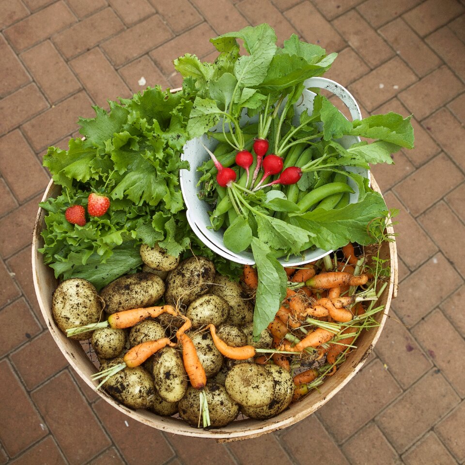 Food garden plant