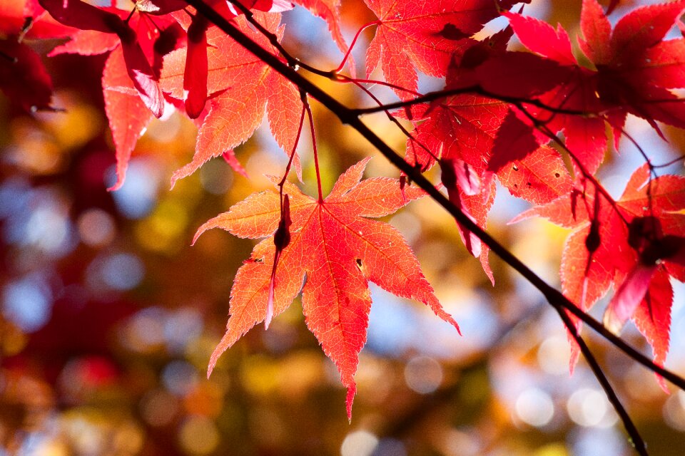 Red leaves coloring photo