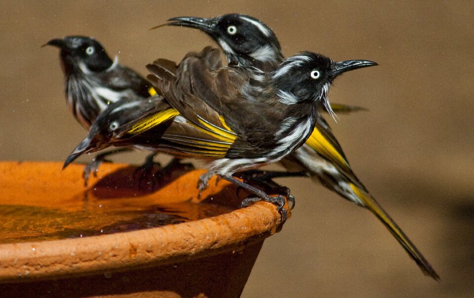 Australia bird environment