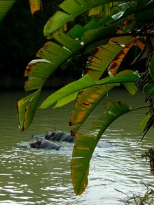 Swimming safari wild animal
