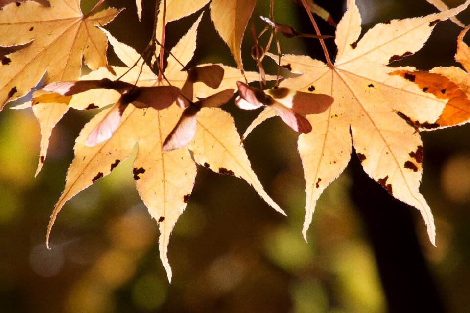 Yellow orange leaves