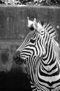 Black and white crosswalk mammal