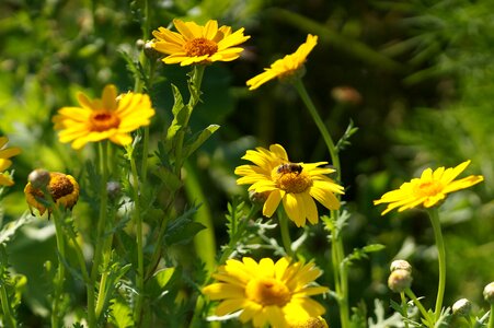 Yellow macro summer photo