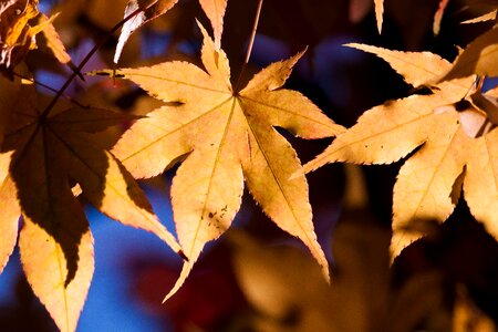 Yellow orange leaves photo