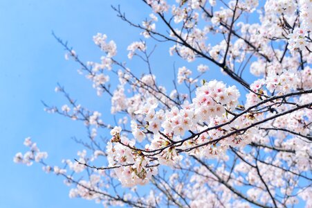 Plant blue sky cherry blossoms photo