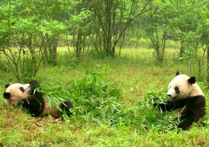 Sichuan panda research eating photo