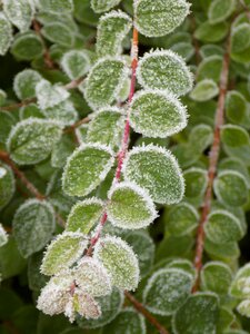 Medlar green leaves frost
