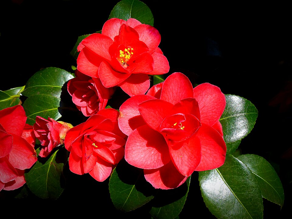 Bloom plant bloom