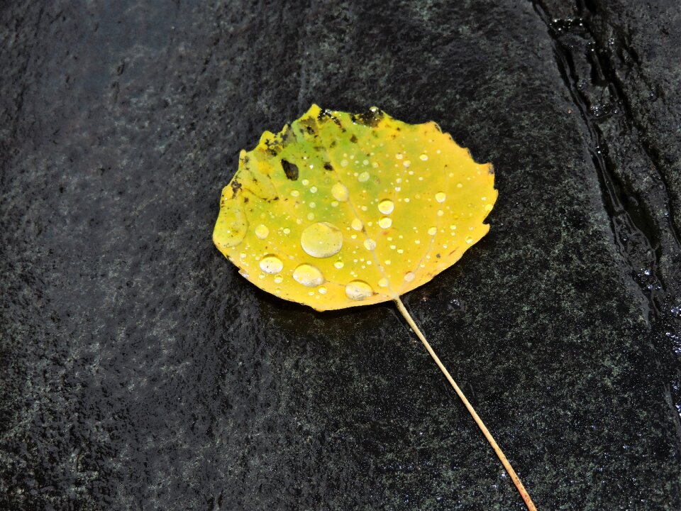 Yellow fall foliage drop of water
