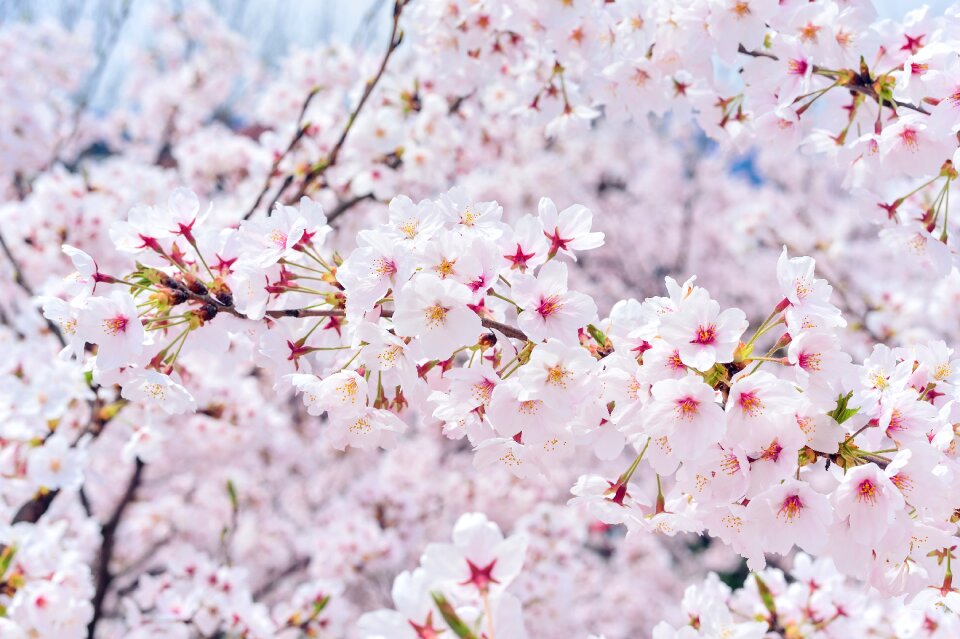 Plant cherry blossoms flowers