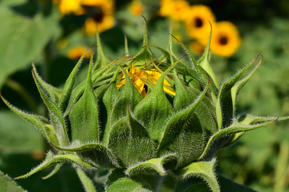 Summer plant nature