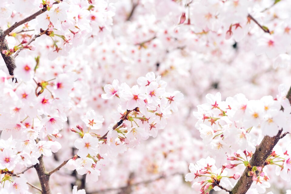 Plant cherry blossoms flowers