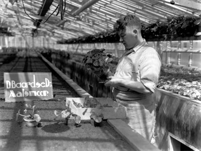 Kweker met begonia in de plantenkas van de fa D Baardse in Aalsmeer, Bestanddeelnr 190-0668