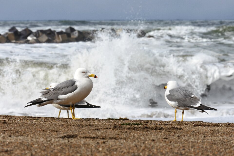 Wave sea gull seagull