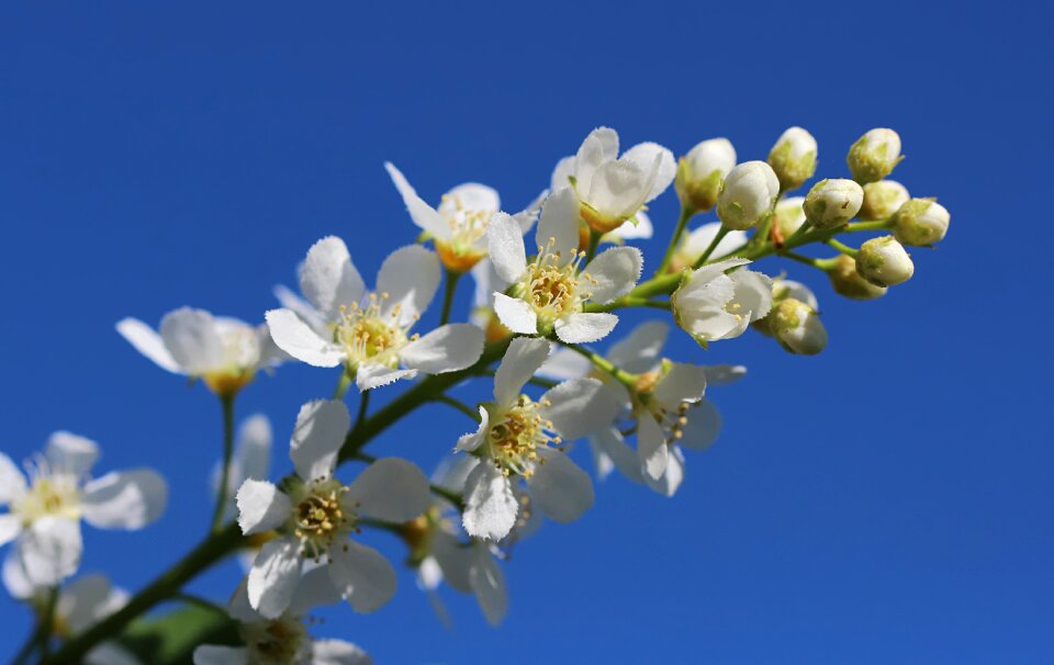 Nature garden plant