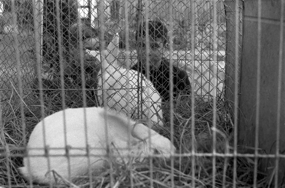 Koninklijke Nederlandse Vereniging Ornithophilia houdt jaarlijkse pluimveetentoo, Bestanddeelnr 911-7767