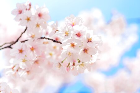 Plant cherry blossoms flowers