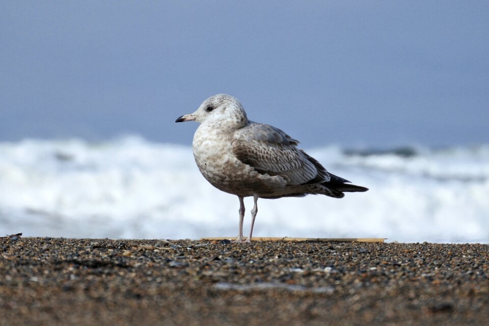 Wave sea gull seagull