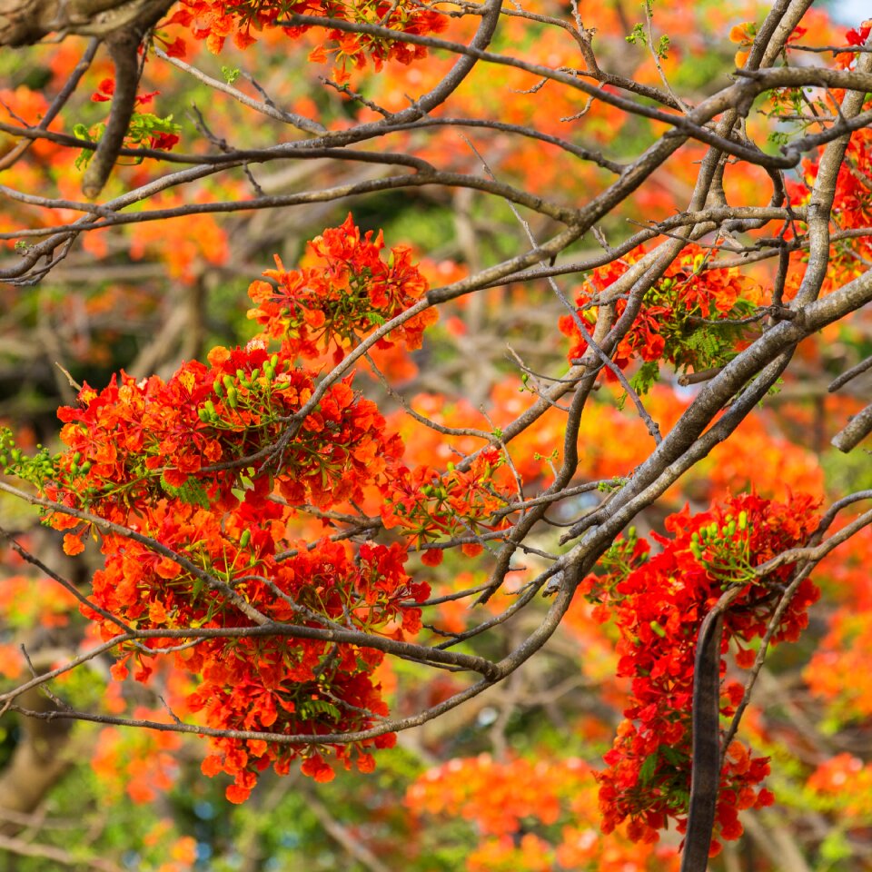 Flowering tree nature flower