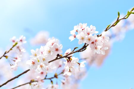 Flowers japan arboretum