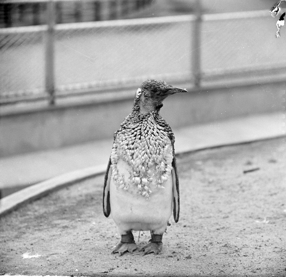 Koningspinguin in Artis in de rui, Bestanddeelnr 915-2745
