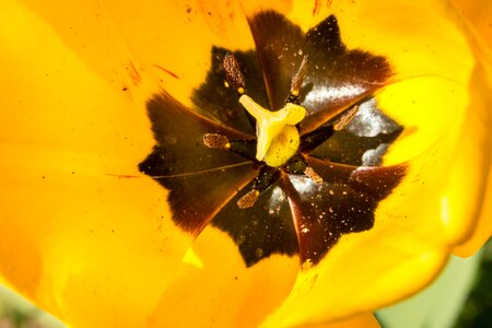 Calyx stamp yellow