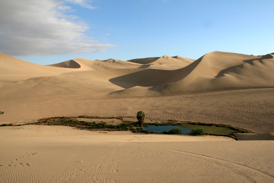 Sand landscape fertile spot