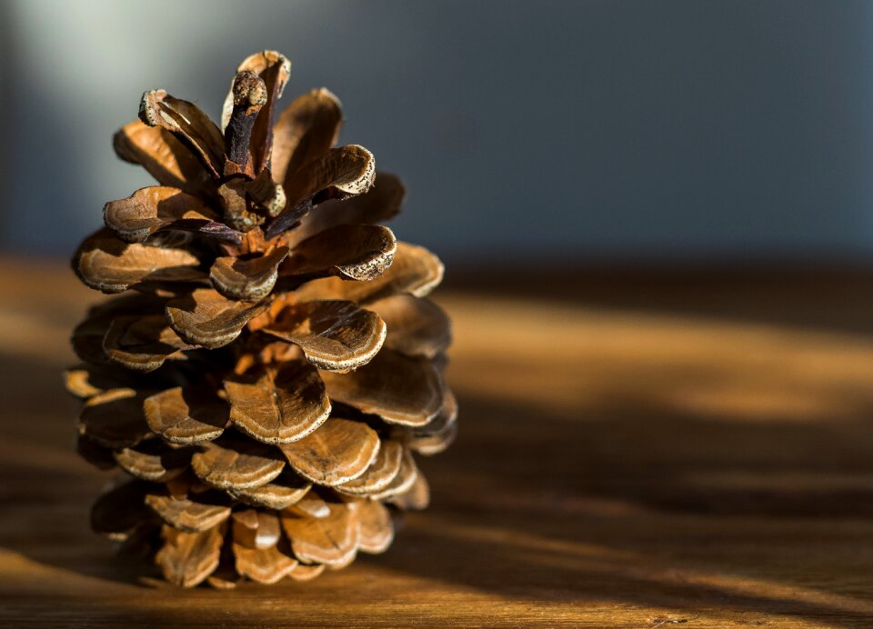 Wood close up brown