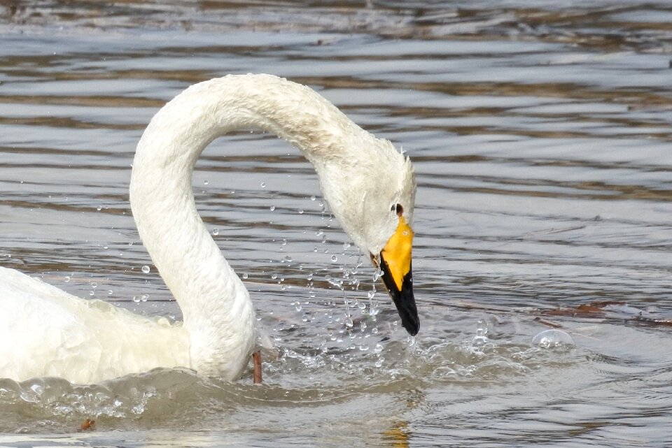 Swan lake drop of water drop
