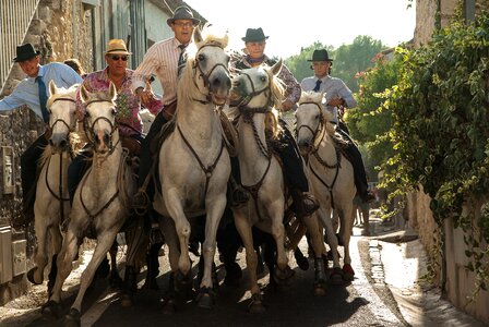 Bulls horses feria photo