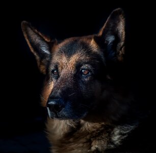 Dog head portrait cute