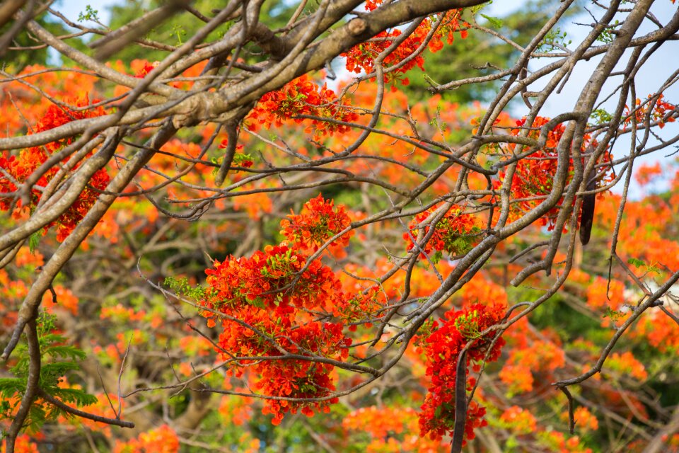 Flowering tree nature flower