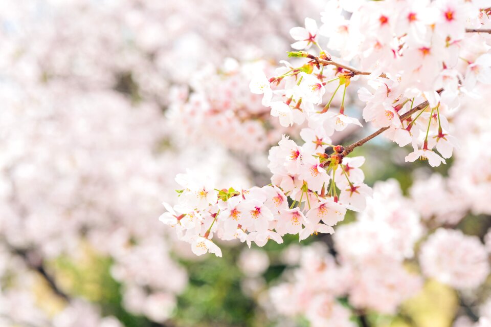 Plant cherry blossoms flowers