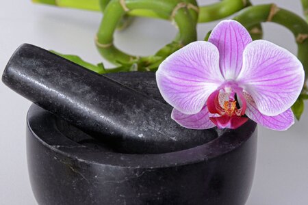 Orchid flower violet bamboo photo