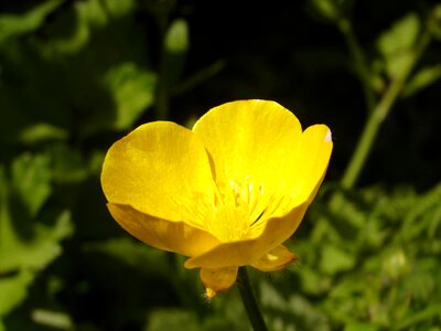Nature yellow flowers petals