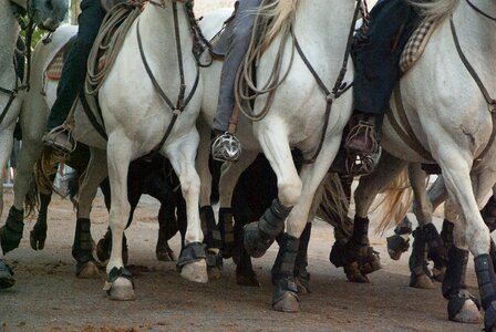 Race bulls feria photo