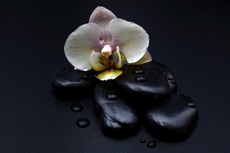 Orchid flower drop of water massage photo