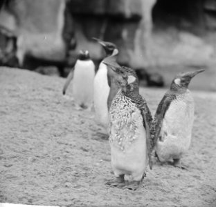 Koningspinguin in Artis in de rui, Bestanddeelnr 915-2746