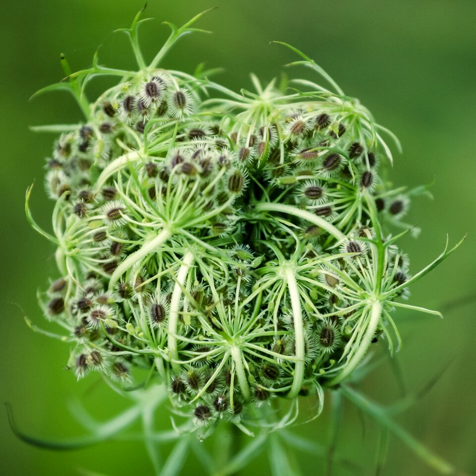 Weeds green nature