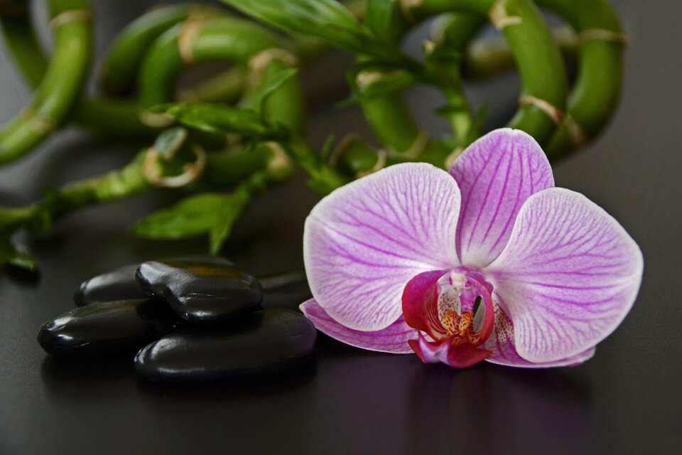 Orchid flower bamboo luck bamboo