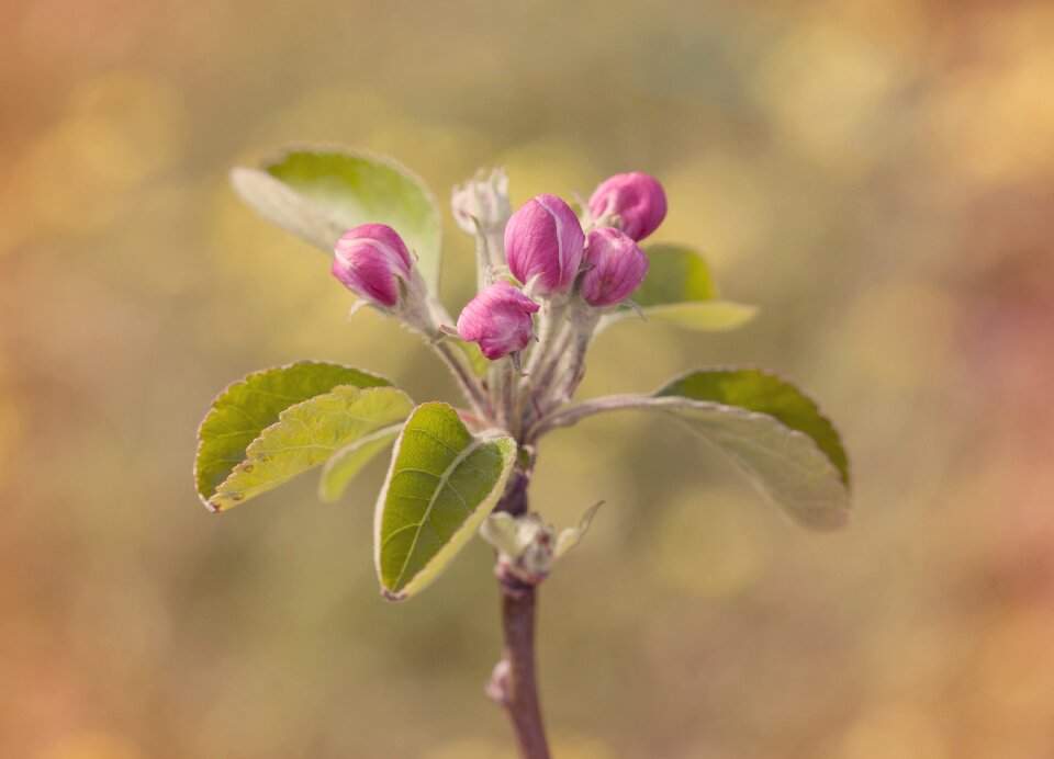 Nature plant flower