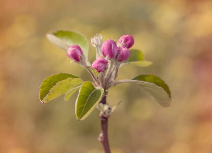 Nature plant flower