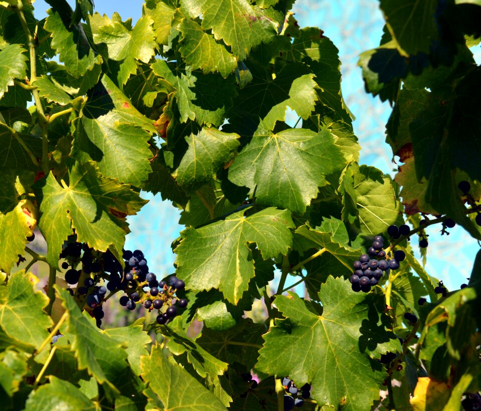 Fruits winegrowing edible