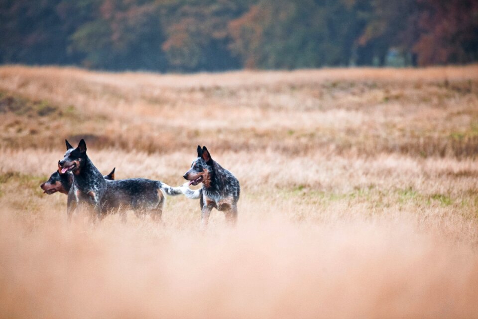 Cattledogs wild nature