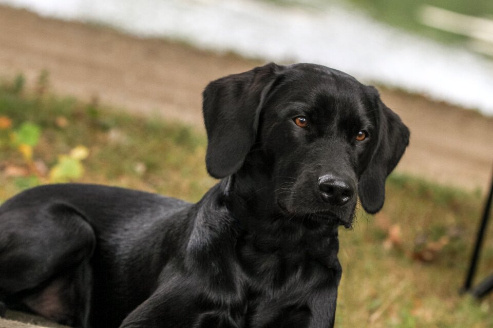 Black dog hunting dog faithful look