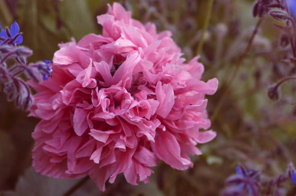 Spring floral summer