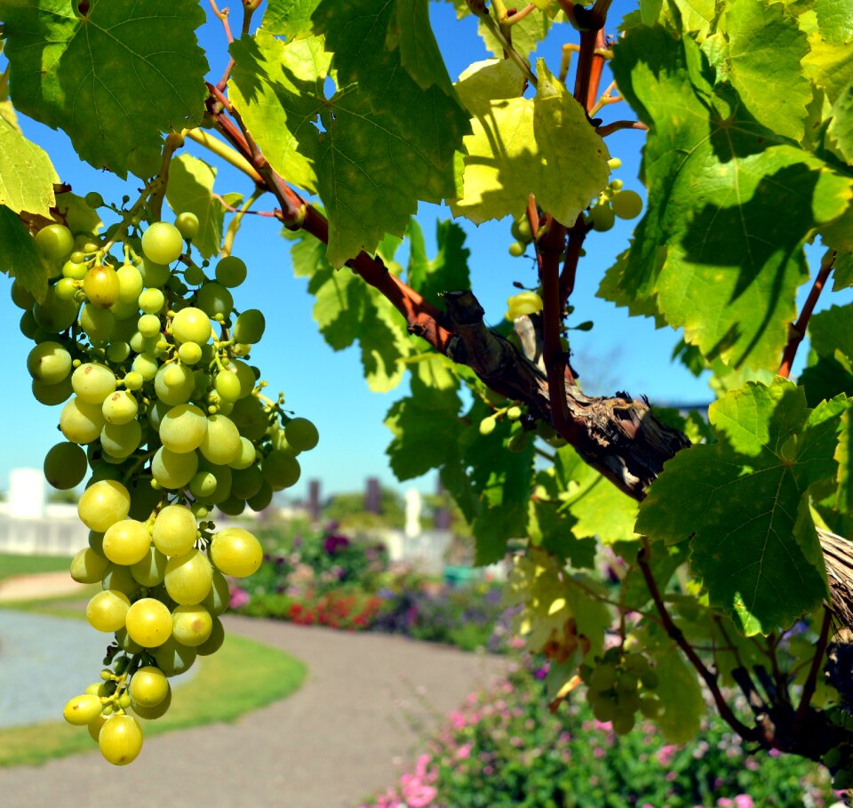 White grapes fruits winegrowing