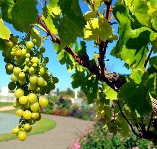 White grapes fruits winegrowing photo