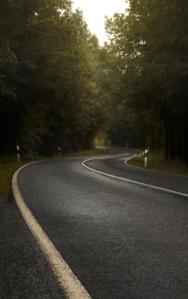 Curve trees nature